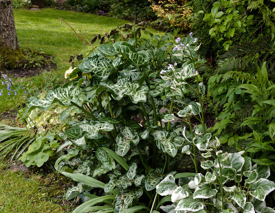 DSC01825_DxO.jpg