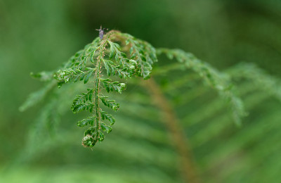 DSC_8554_DxO.jpg