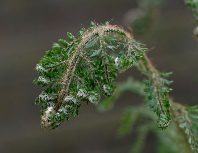 DSC_8555_DxO.jpg