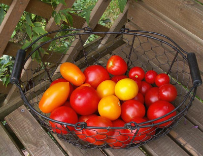 tomaten_05_08_08.jpg