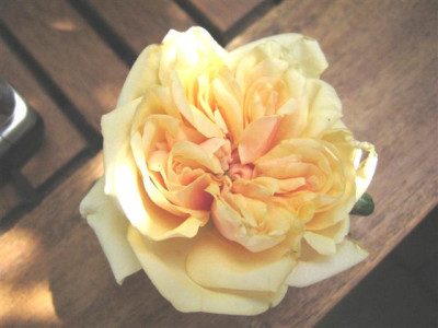 bouquet_dor_Small.JPG