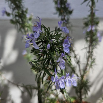 Rosmarin Blaulippe 20240429_134340.jpg
