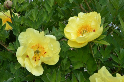 Paeonia-Souvenir de Lothar Parlasca.22-4.jpg