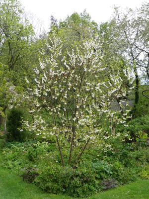 2024-04-19 Halesia carolina.jpg