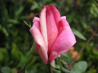 IMG_3338_Small.JPG