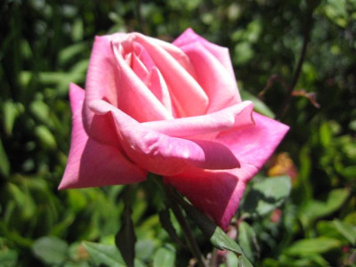 IMG_3347_Small.JPG