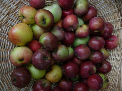 ernte_080805o.jpg