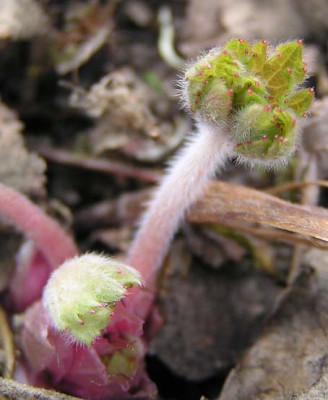 geranium_claridge_druce_trieb.jpg