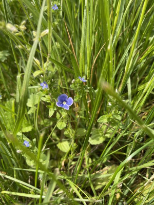 IMG_5377.jpeg