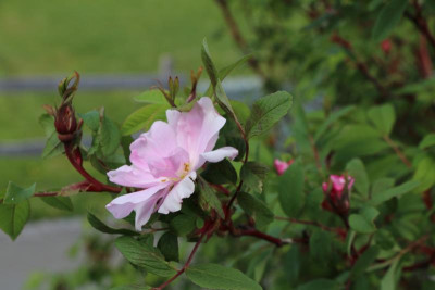 'Thérèse Bugnet', Rugosa Hybride - IMG_1775.JPG