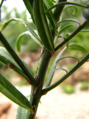 welcher_euonymus3.jpg