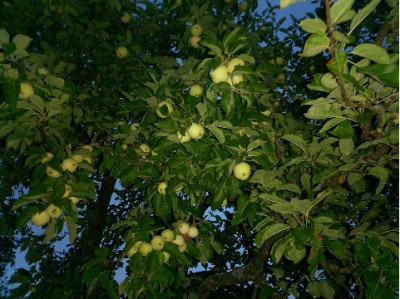 Klarapfel-small.JPG