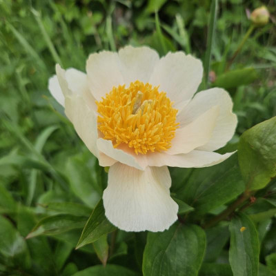 Paeonia Claire de Lune 20240501_162703.jpg