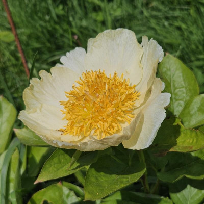 Paeonia Roy Pehrson´s Best Yellow 20240430_112240.jpg