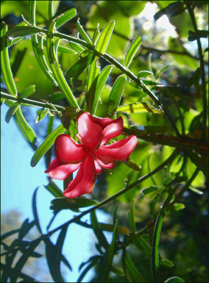 Euonymus_nanus_Turkestanica.jpg