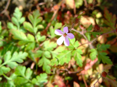 Unbekannt_Geranium.JPG