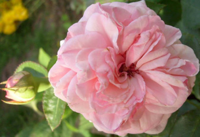 Mariatheresia_1.Blutec1.jpg