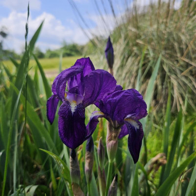 Iris germanica Redouté 20240502_152425.jpg