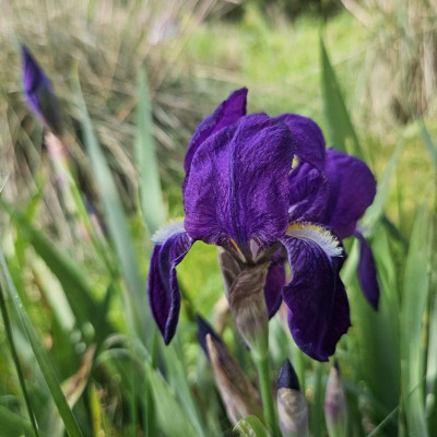 Iris germanica Redouté 20240502_152436.jpg