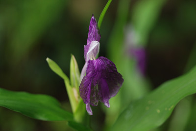 roscoea_normal_vermutlich.jpg
