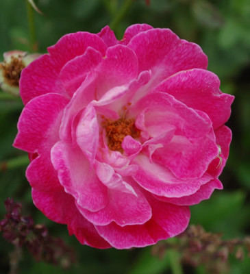 Sophies_Perpetual_0010__RH_34819.jpg