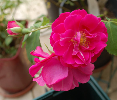 Wilhelm_0010__34769.jpg