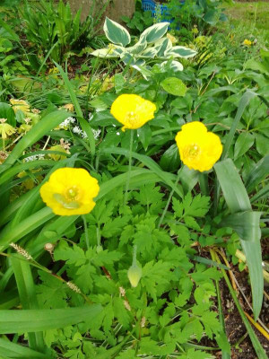 WaldScheinmohn.jpg