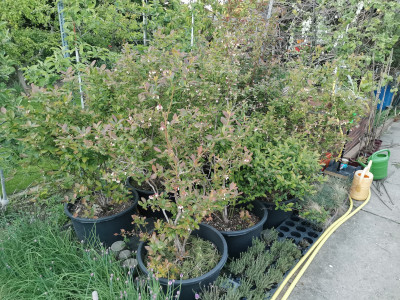 Heidelbeeren 20240423.jpeg