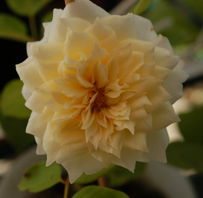 Swan_0010__St_34757.jpg