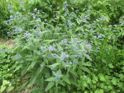 Pentaglottis.jpg