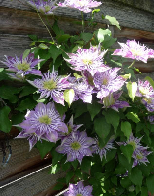 clematis.jpg