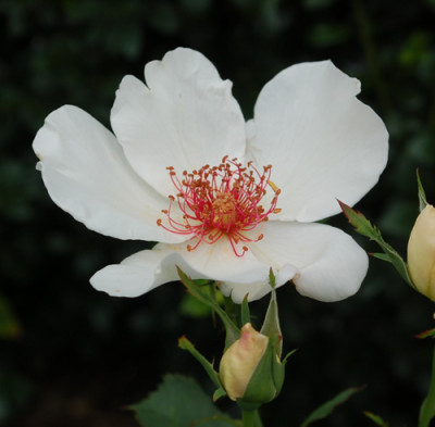 White_Wings_0010__S1_34804.jpg