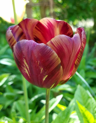 20240501_213523 Tulipa Absalon.jpg