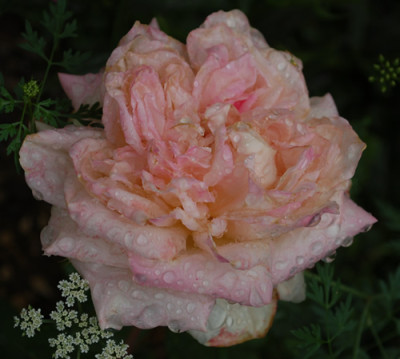 Marie_van_Houtte_0010__R_34917.jpg
