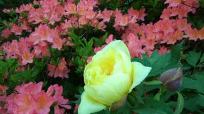 IMG_20240502_184932.jpg