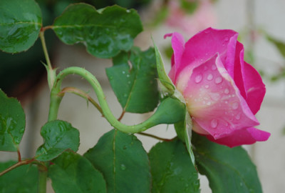 Border_Queen_0010__34858.jpg