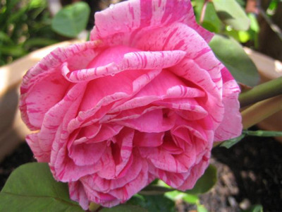 IMG_3165_Small.JPG