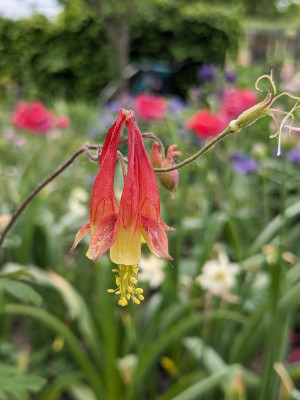 Aquilegia canadensis.jpg