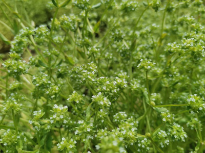 Feldsalat abgehende Blüte.jpeg