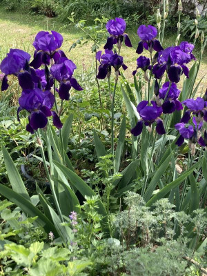 IMG_3516.jpeg