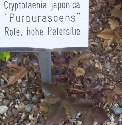000_3249_rotlaubige_Petersilie_LGS.jpg