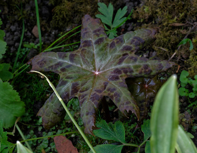 DSC_8565_DxO.jpg
