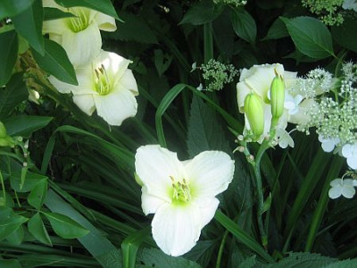 White_Temptation_22021.jpg