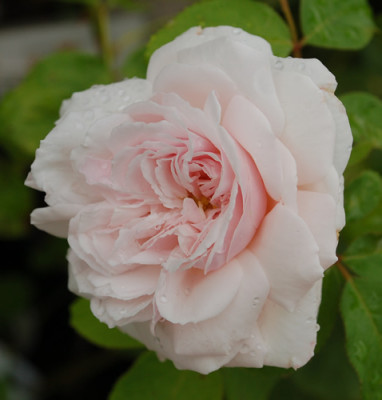 Elisa_Boelle_0010__34865.jpg