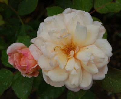 Gruss_an_Aachen_0010__S1_34914.jpg