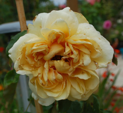 Duchesse_dAuerstaedt_0010__T2_34872.jpg