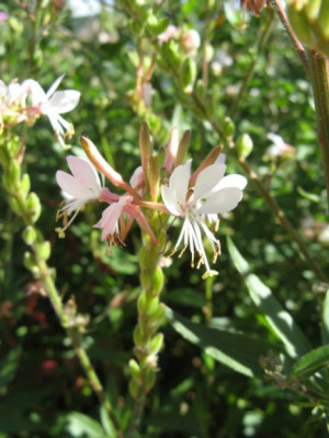 Gaura_biennis_Blute.jpg