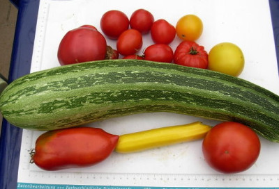 Zucchini_007.JPG