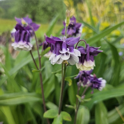 Aquilegia vulgaris Biedermeier blauviolett weiß 20240504_182629.jpg