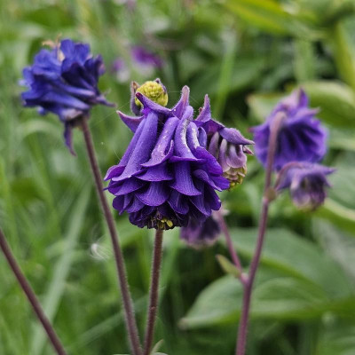 Aquilegia vulgaris Biedermeier violettblau 20240504_183224.jpg